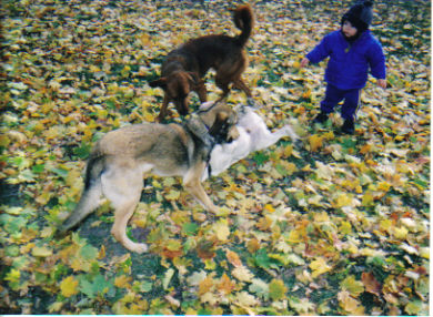 dogs playing