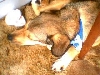 Libby asleep