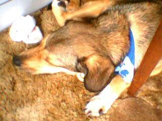 Libby asleep