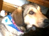 Libbys new collar