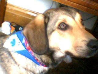 Libbys new collar