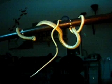 sand snake