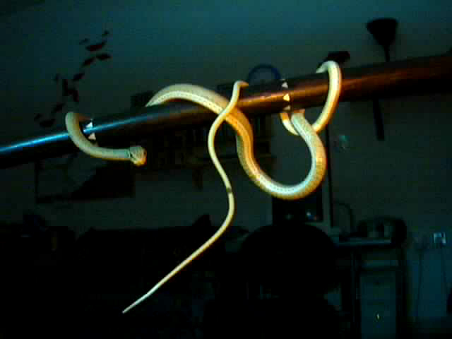 sand snake