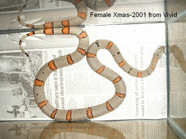Xmas female 2001
