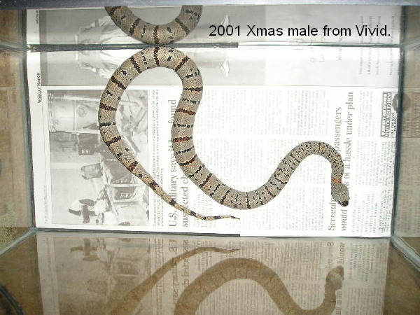Xmas male 2001