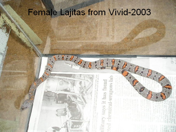 Lajitas female 2003