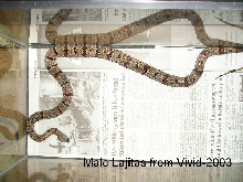 Lajitas male 2003