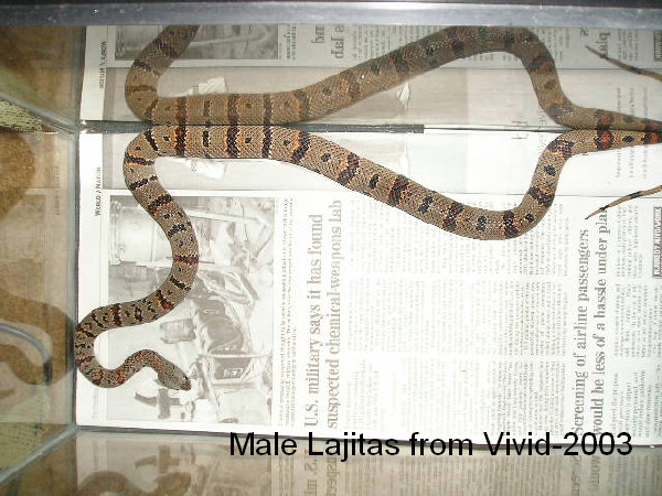 Lajitas male 2003