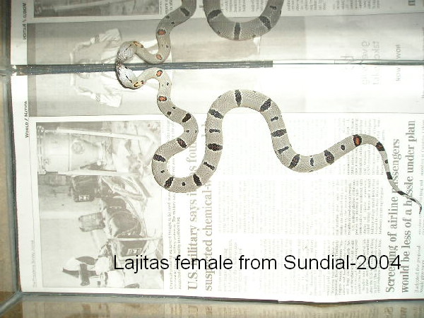 Lajitas female 2004 #1