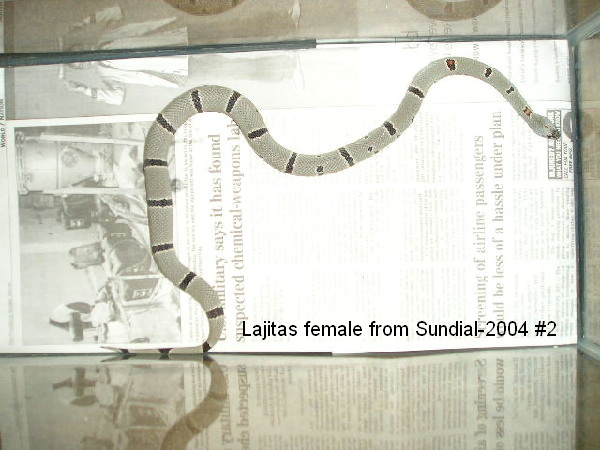 Lajitas female 2004 #2