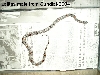 Lajitas male 2004