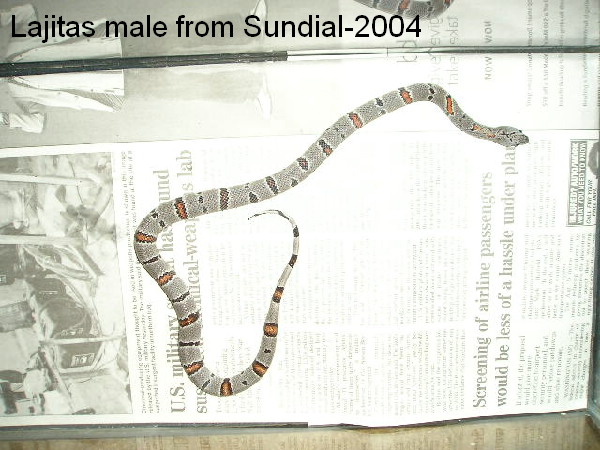 Lajitas male 2004