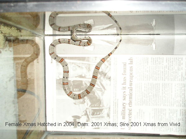 Xmas female hatched 2004