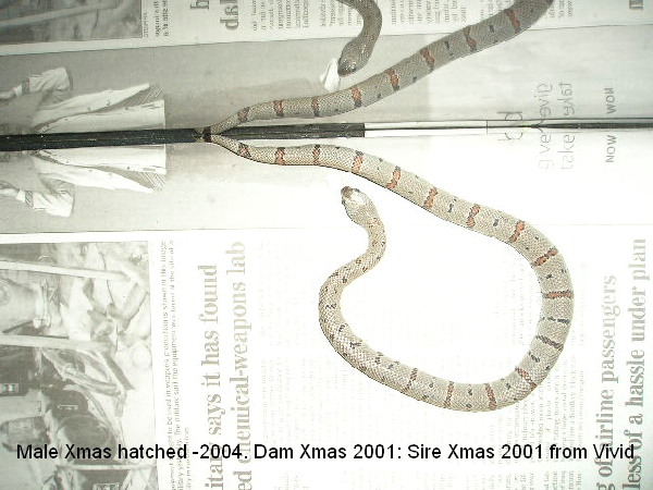 Xmas male hatched 2004