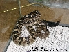 Young male
