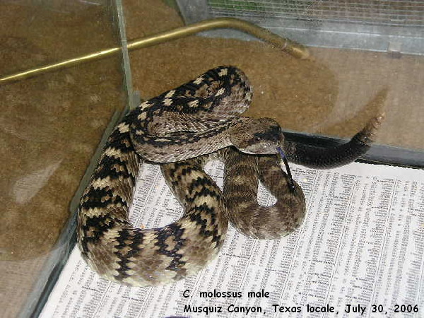 Young male