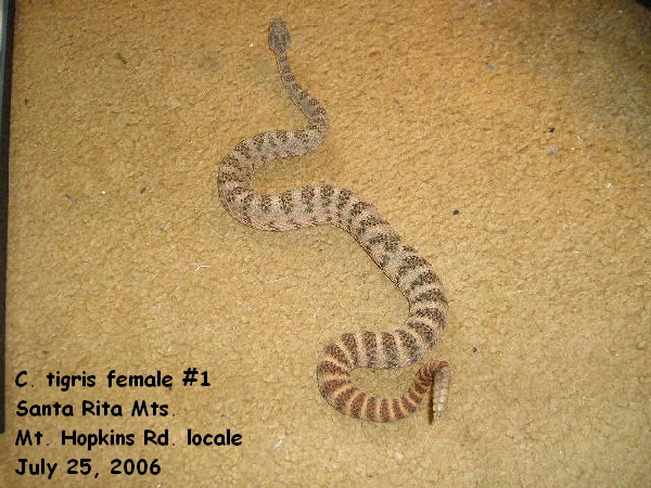 Nice little female