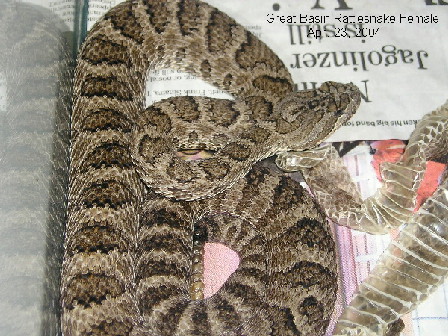 Lutosus female 2003