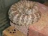 Tiger female deceased 2003