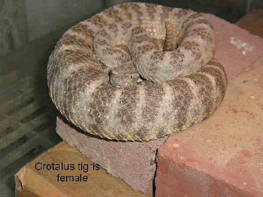 Tiger female deceased 2003