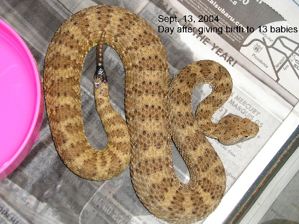 Panamint female 2000