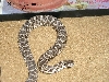 Western massasauga male 2003