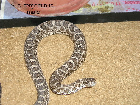 Western massasauga male 2003