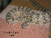 Tiger male 2001