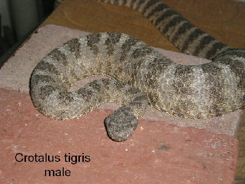 Tiger male 2001