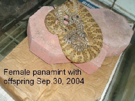 Panamint babies 2004