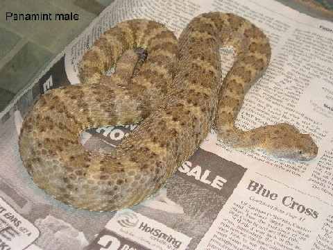 Panamint male 2000