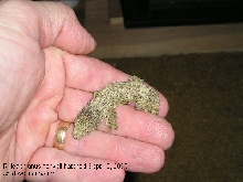 Baby leachie#1