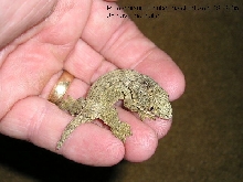Baby leachie#2
