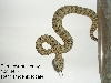 Speckled baby 2005_#1
