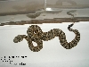 Speckled baby 2005_#2