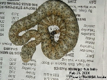 speck #6