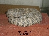 Speckled male 2001