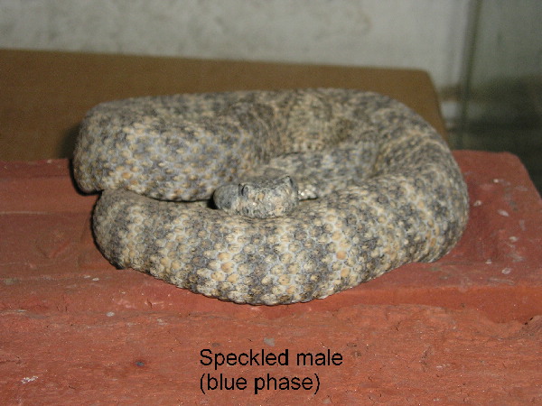 Speckled male 2001