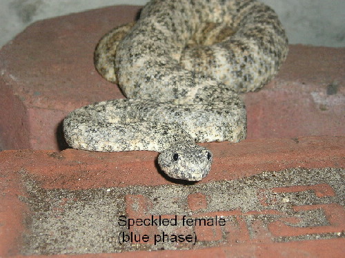 Speckled female 2001