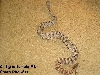 Tiger female