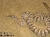 Tiger male