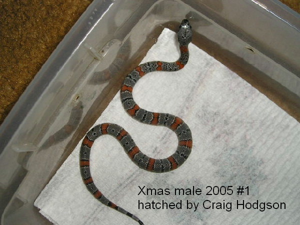Xmas male 2005 #1 from C. Hodgson