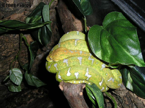 Near totally green