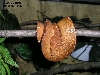My first amazon basin