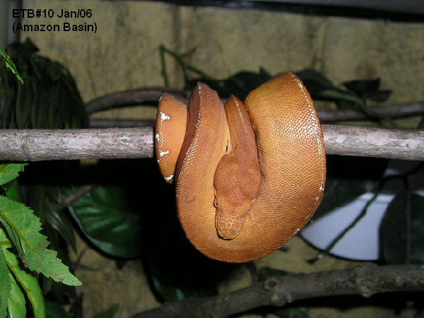 My first amazon basin