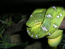 already green