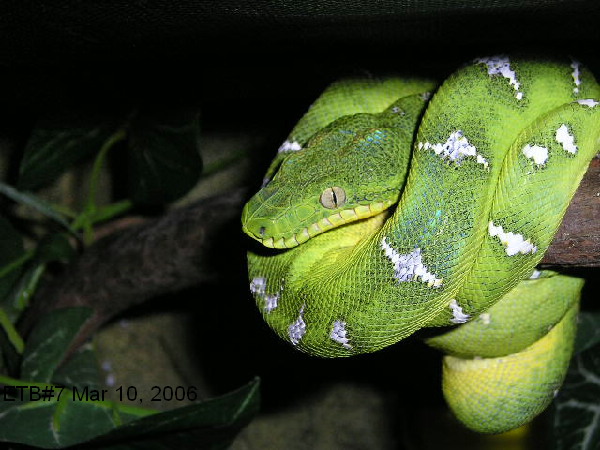 already green