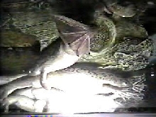 clawed frogs
