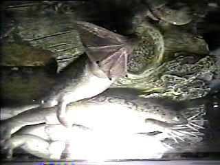 clawed frogs