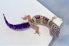 Hypo Grape Tail Leopard Gecko
